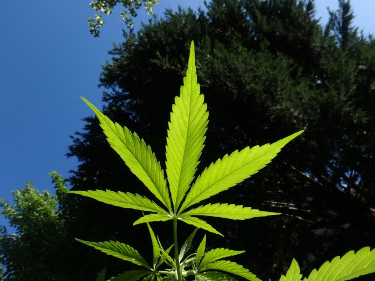 Kleine Anfrage: Cannabis in geringer Menge